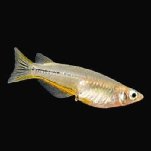 Oryzias Celebensis 4 cm.